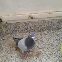 پنجتاش باهم