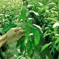 نهال انبه محلی رودان برنطین