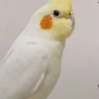 دو عدد عروس هلندی نر و ماده