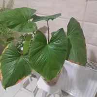 گل همالومنا قلبی، معاوضه با گل دیگه