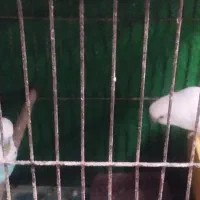 یه جفت مرغ عشق نره وماده