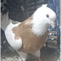 کبوتر