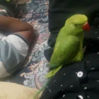 طوطی ملنگو جوجه اشتی فول