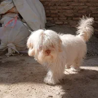 سگ شیتزو