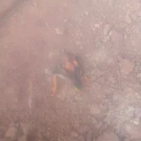 جوجه مینا