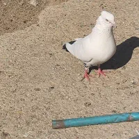 کبوتر سرخ توک دم