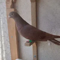 ماده سرخ کرمونی