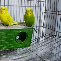 جفت مرغ عشق