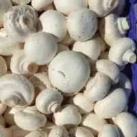 قارچ باکیفیت و تازه درجه یک
