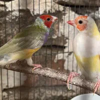 فنچ|پرنده|ساوه, |دیوار