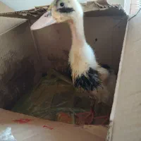 جوجه اردک
