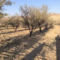 باغ 1000متری جاده ملایر.حاجی اباد