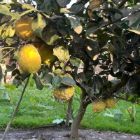 بالنگ|خوردنی و آشامیدنی|تولم شهر, |دیوار