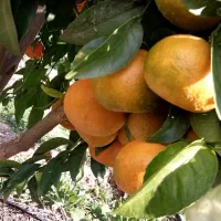 فروش باغچه ۱۲۰۰متری