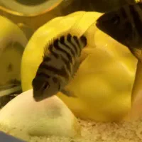 ماهی تخمگذار و بچه هاش