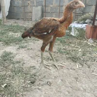 تاقچه مرغ لاری ۴ـ۵ ماهه