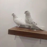 کوبتر|پرنده|تهران, شهمیرزادی|دیوار