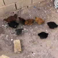 جوجه غاز اردک مرغ خروس غاز جوان