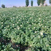 فروش سیب وسیب زمینی