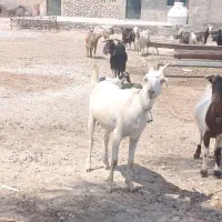 18راس بز درجه یک