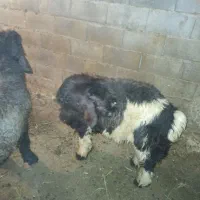 میش بره بز