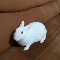 خرگوش سفید وبامزه