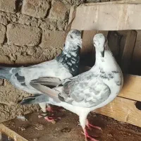کبوتر پلاکی