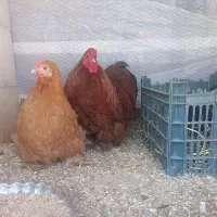 تخم مرغ کوشین