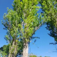 چوب درخت|خدمات باغبانی و درختکاری|صحنه, |دیوار