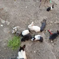 خرگوش