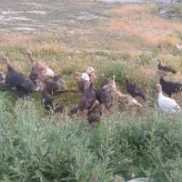 بوقلمون جوان