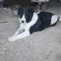 واگذاری سگ ماده