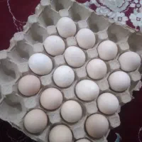 مرغ وخروس تخم مرغ اوشامو اصل کت لول به شرط نطفه