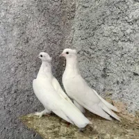 کفتر گره درجایی ،پاکستانی تیدی  کمانگر