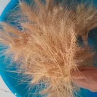 سنبل گندم|گل و گیاه طبیعی|مشهد, توس (بلوار توس)|دیوار