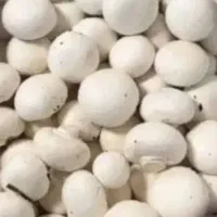 قارچ درجه یک