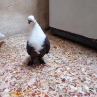 کبوتر کله سفید نر درجه ۱
