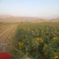 تخم آفتارگردان