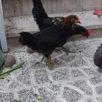 مرغ وخروس