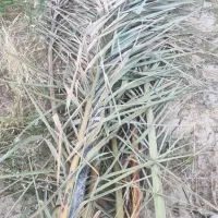 پیش نخل برگ نخل گرز نخل پیش درخت خرما