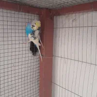 مرع عشق پروانه ای