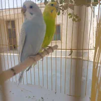 پرنده|پرنده|بمپور, |دیوار