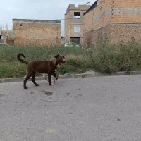 طوله سگ پیتبل