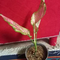 قیم بلند یک متری