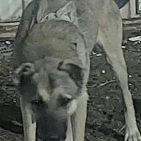 سگ سرابی