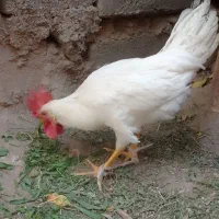 یه خروس ۷ماه زرنگ بفرش میرسه تا فقی