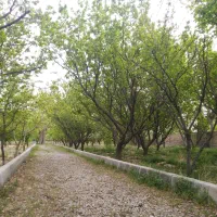باغ-زمین-سند-تک-برگ-شاهنامه-76