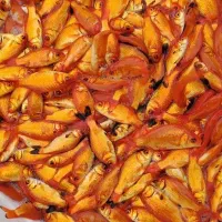 انواع بچه ماهی ریزودرشت عمده
