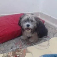 سگ پاکوتا  شککسپیر