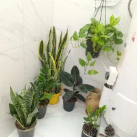 گل و گیاهان شاداب کلکسیونی